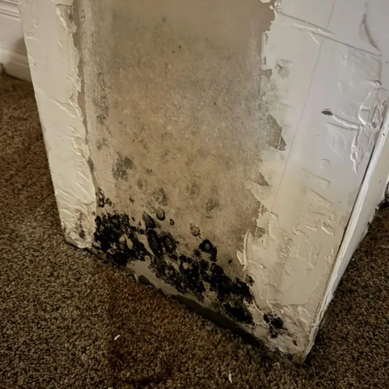 Professional Mold Removal in Tiltonsville, OH